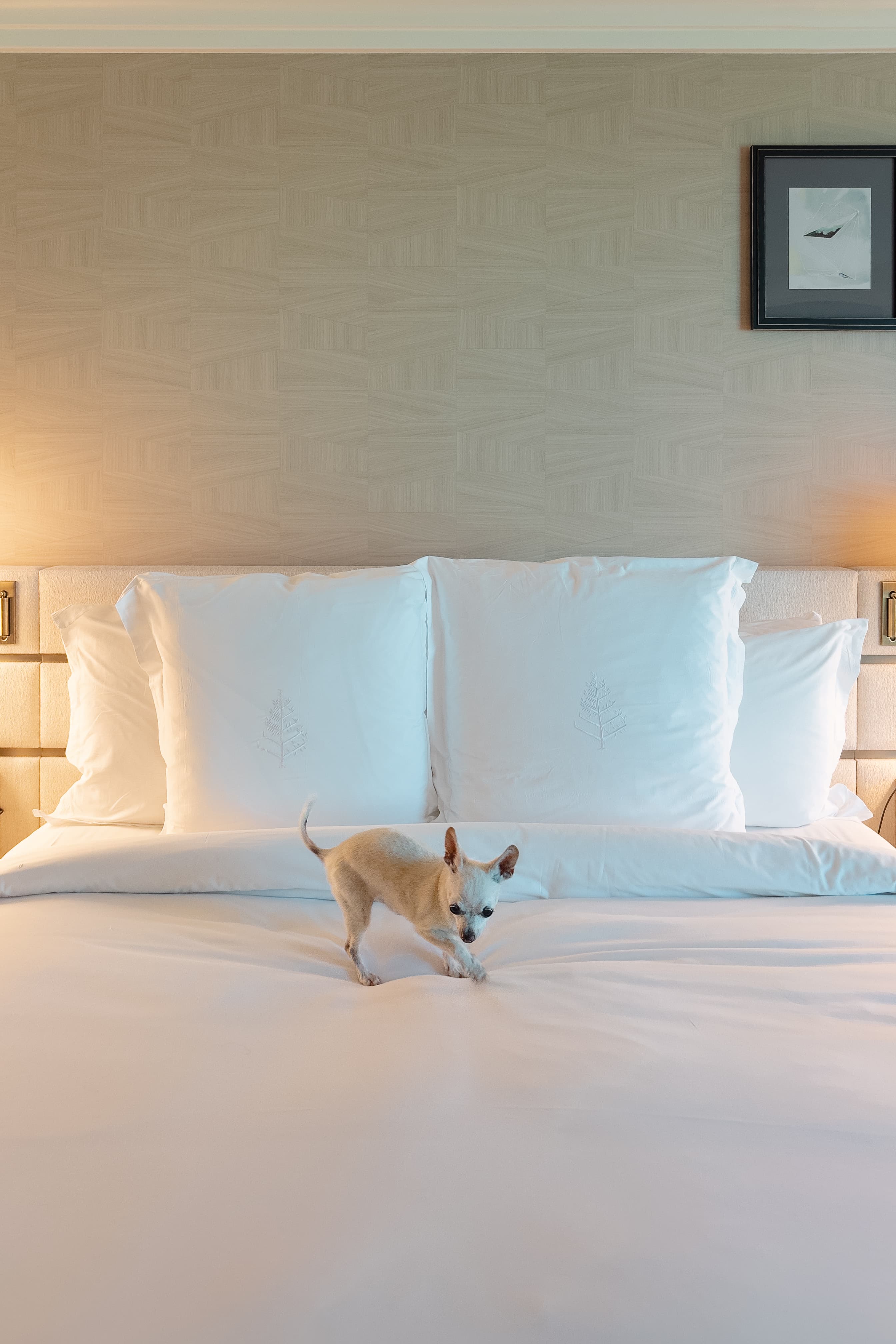 A small, light-colored Chihuaha dog on a large, neatly made bed with plush pillows against a textured wall with a framed picture of a paper plane.