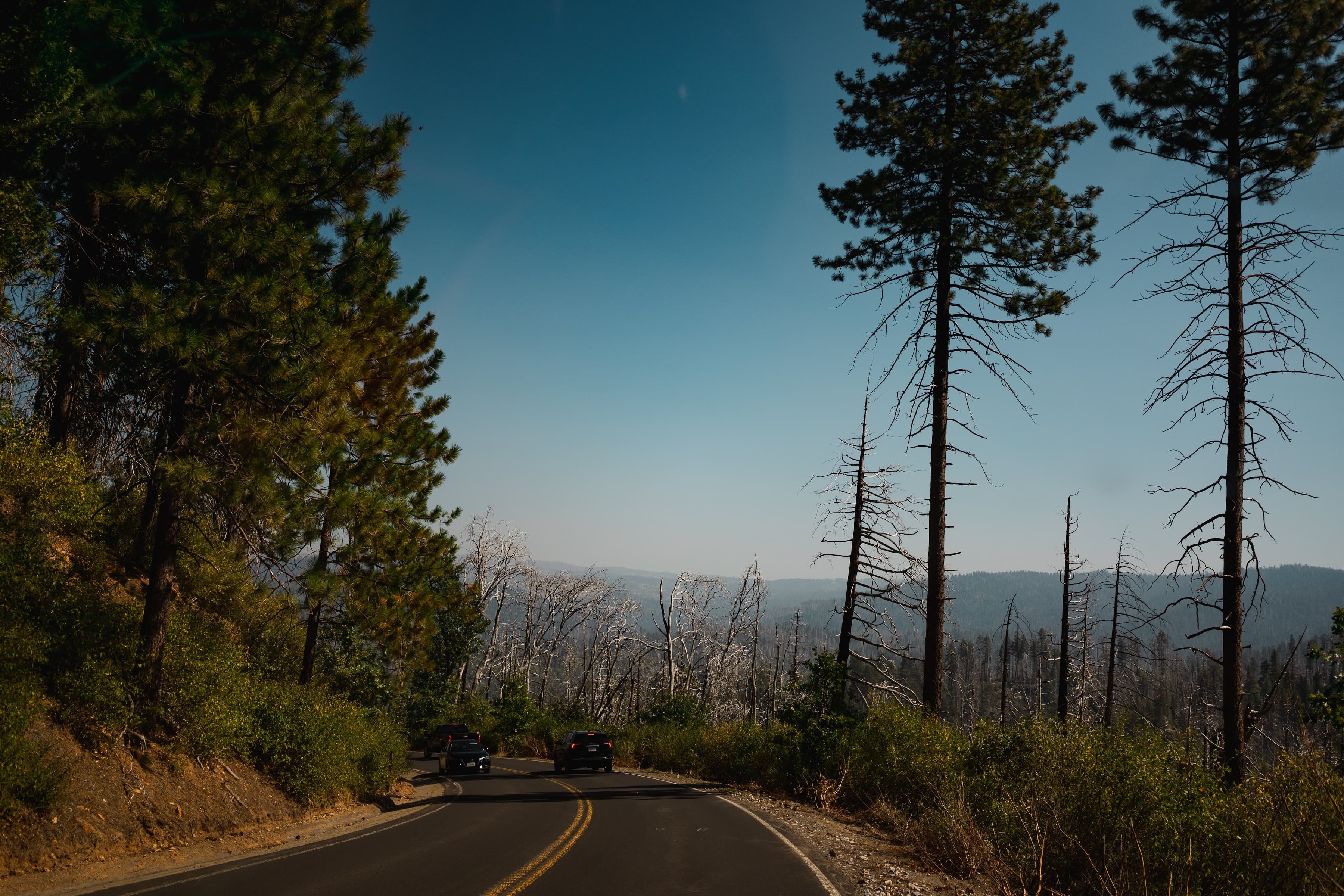 A winding road flanked by green pine trees on one side and charred tree trunks on the other, leading through a forest affected by wildfire under a clear blue sky.