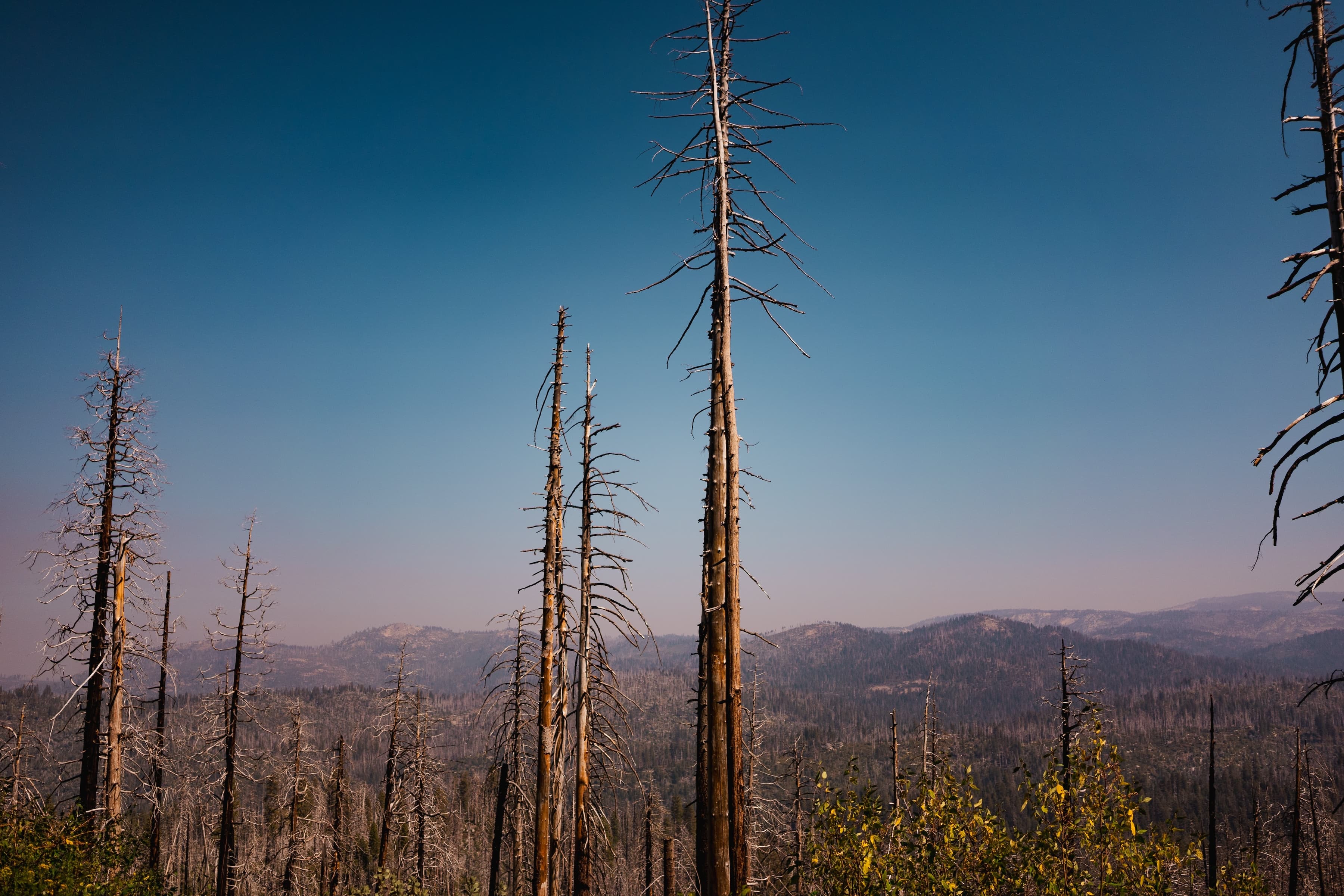 Bare, charred tree trunks standing in a forest with signs of wildfire damage under a clear blue sky, with distant hills in the background.
